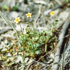 Oxalis sp. (Wood Sorrel) at Conder, ACT - 27 Nov 2000 by michaelb