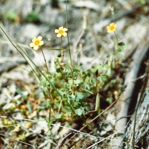 Oxalis sp. at Conder, ACT - 28 Nov 2000