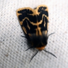 Ardices curvata (Crimson Tiger Moth) at O'Connor, ACT - 28 Sep 2017 by ibaird