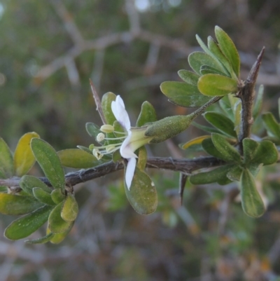 Lycium ferocissimum (African Boxthorn) at Denman Prospect, ACT - 25 Sep 2017 by michaelb