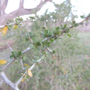 Lycium ferocissimum at Denman Prospect, ACT - 25 Sep 2017 06:25 PM