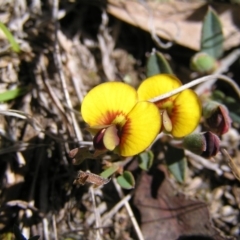 Bossiaea prostrata (Creeping Bossiaea) at Forde, ACT - 28 Sep 2017 by MatthewFrawley