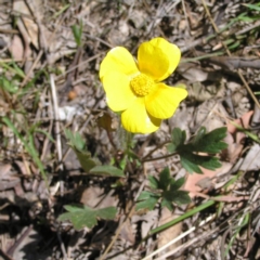 Ranunculus lappaceus (Australian Buttercup) at Mulligans Flat - 28 Sep 2017 by MatthewFrawley