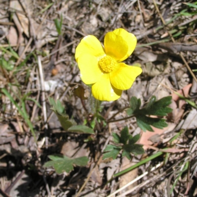 Ranunculus lappaceus (Australian Buttercup) at Forde, ACT - 28 Sep 2017 by MatthewFrawley