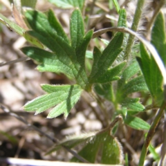 Ranunculus lappaceus at Forde, ACT - 28 Sep 2017