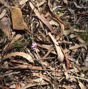 Caladenia sp. at Canberra Central, ACT - 29 Sep 2017