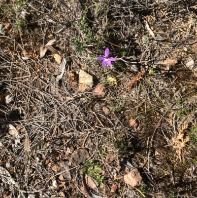 Glossodia major (Wax Lip Orchid) at Canberra Central, ACT - 29 Sep 2017 by petersan