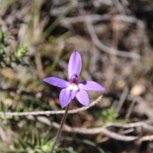 Glossodia major at Canberra Central, ACT - suppressed