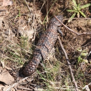 Tiliqua rugosa at Canberra Central, ACT - 29 Sep 2017