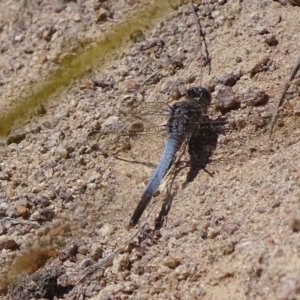 Orthetrum caledonicum at Hume, ACT - 29 Sep 2017