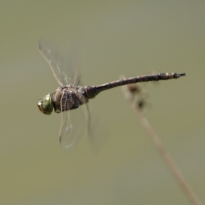 Anax papuensis (Australian Emperor) at Hume, ACT - 29 Sep 2017 by roymcd