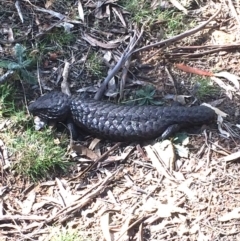 Tiliqua rugosa (Shingleback Lizard) at Canberra Central, ACT - 29 Sep 2017 by petersan