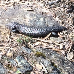 Tiliqua rugosa at Canberra Central, ACT - 29 Sep 2017 01:50 PM