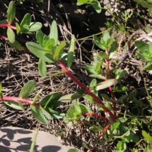 Lythrum hyssopifolia at Gundaroo, NSW - 13 Oct 2016 03:05 PM