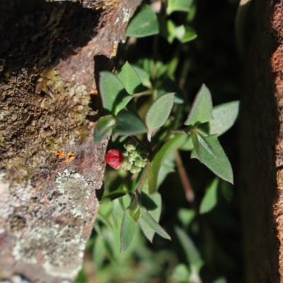 Einadia nutans (Climbing Saltbush) at MTR591 at Gundaroo - 25 Jun 2016 by MaartjeSevenster