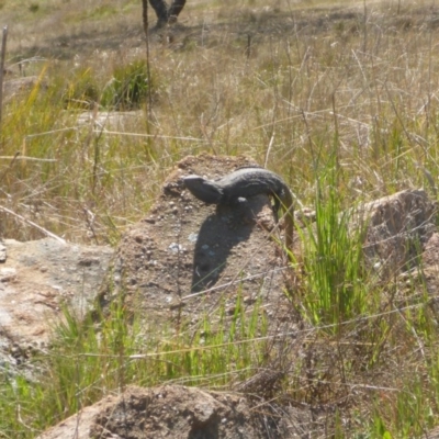 Pogona barbata (Eastern Bearded Dragon) at Stromlo, ACT - 27 Sep 2017 by JanetRussell