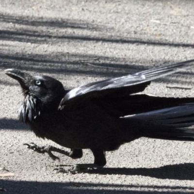 Corvus coronoides (Australian Raven) at Acton, ACT - 26 Sep 2017 by Alison Milton