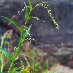 Persicaria hydropiper (Water Pepper) at Paddys River, ACT - 28 Mar 2002 by michaelb