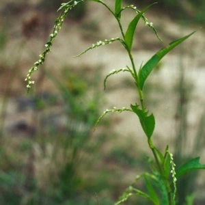 Persicaria hydropiper at Bonython, ACT - 29 Mar 2002