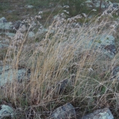 Themeda triandra (Kangaroo Grass) at Molonglo River Reserve - 25 Sep 2017 by michaelb