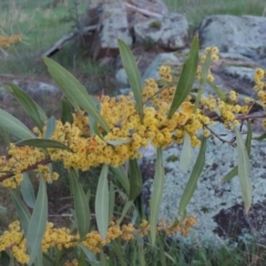 Acacia rubida (Red-stemmed Wattle, Red-leaved Wattle) at Molonglo River Reserve - 25 Sep 2017 by michaelb