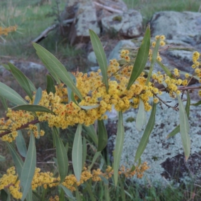 Acacia rubida (Red-stemmed Wattle, Red-leaved Wattle) at Molonglo Valley, ACT - 25 Sep 2017 by MichaelBedingfield