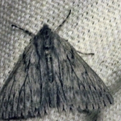 Cyneoterpna wilsoni (Cyneoterpna wilsoni) at O'Connor, ACT - 29 Sep 2017 by ibaird