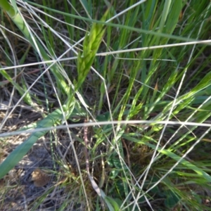 Bromus hordeaceus at Molonglo Valley, ACT - 29 Sep 2017