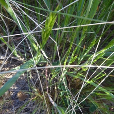 Bromus hordeaceus (A Soft Brome) at Sth Tablelands Ecosystem Park - 29 Sep 2017 by AndyRussell