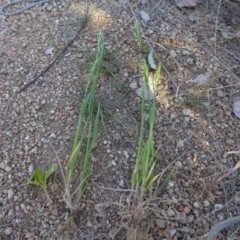 Bromus hordeaceus at Molonglo Valley, ACT - 29 Sep 2017