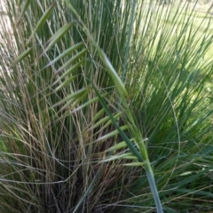 Avena sp. (Wild Oats) at Molonglo Valley, ACT - 29 Sep 2017 by AndyRussell