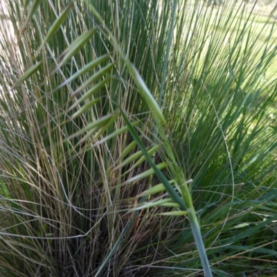 Avena sp. (Wild Oats) at Sth Tablelands Ecosystem Park - 29 Sep 2017 by AndyRussell