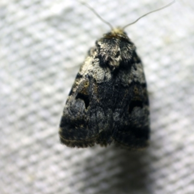 Thoracolopha flexirena (Zoned Noctuid) at O'Connor, ACT - 29 Sep 2017 by ibaird