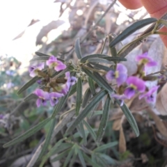 Glycine clandestina (Twining Glycine) at Majura, ACT - 29 Sep 2017 by SilkeSma