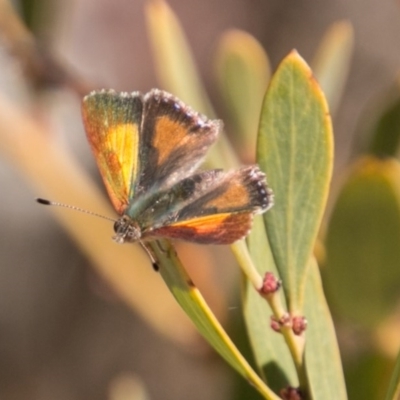 Paralucia aurifera (Bright Copper) at Tennent, ACT - 27 Sep 2017 by SWishart