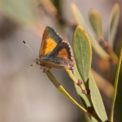 Paralucia aurifera at Tennent, ACT - 27 Sep 2017 10:52 AM