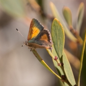 Paralucia aurifera at Tennent, ACT - 27 Sep 2017