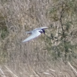 Chlidonias hybrida at Fyshwick, ACT - 30 Sep 2017 01:37 PM