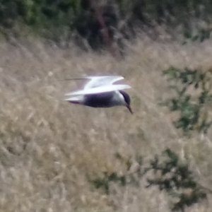 Chlidonias hybrida at Fyshwick, ACT - 30 Sep 2017 01:37 PM