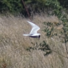 Chlidonias hybrida at Fyshwick, ACT - 30 Sep 2017 01:37 PM