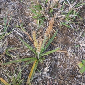 Plantago gaudichaudii at Gungahlin, ACT - 28 Sep 2017