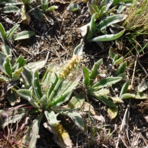 Plantago varia at Gungahlin, ACT - 28 Sep 2017 03:22 PM