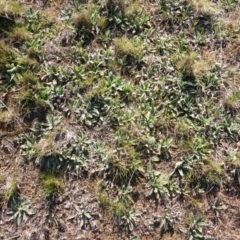 Plantago varia at Gungahlin, ACT - 28 Sep 2017 03:22 PM