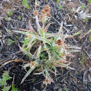 Luzula densiflora at Gungahlin, ACT - 28 Sep 2017