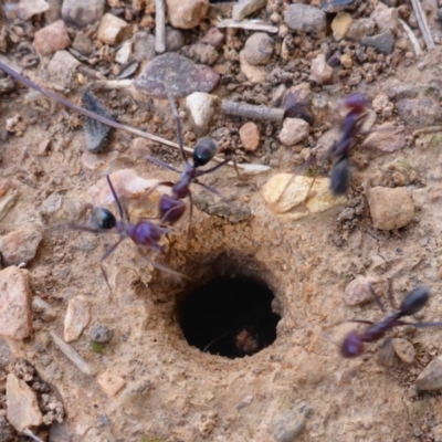 Iridomyrmex purpureus (Meat Ant) at Franklin, ACT - 28 Sep 2017 by JanetRussell