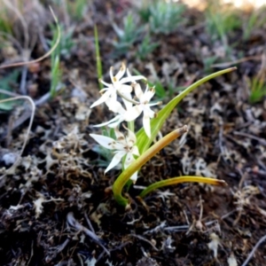 Wurmbea dioica subsp. dioica at Gungahlin, ACT - 28 Sep 2017