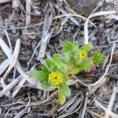 Triptilodiscus pygmaeus (Annual Daisy) at Gungahlin, ACT - 28 Sep 2017 by JanetRussell