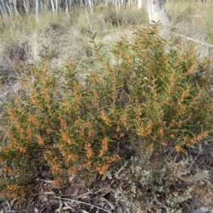 Acacia lanigera var. lanigera at Aranda, ACT - 30 Sep 2017 04:12 PM