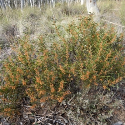 Acacia lanigera var. lanigera (Woolly Wattle, Hairy Wattle) at Aranda, ACT - 30 Sep 2017 by CathB