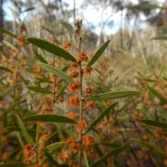 Acacia lanigera var. lanigera at Aranda, ACT - 30 Sep 2017